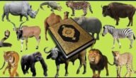 ما هو صوت الحيوان الذي ذكر في القران – خليجنا نت