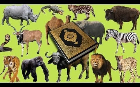 ما هو صوت الحيوان الذي ذكر في القران – خليجنا نت