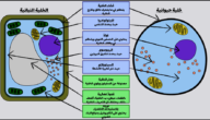 ما الذي يحد من حجم الخلية؟