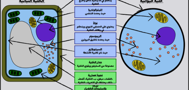 ما الذي يحد من حجم الخلية؟