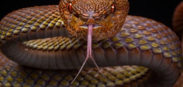 هل الافعى تصوم رمضان – موقع خليجنا