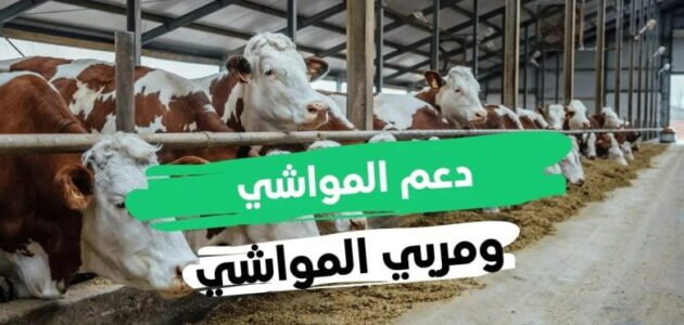 رابط الاستعلام عن دعم المواشي 1444 وشروط الحصول علي الدعم