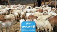 اسعار المواشي مع قرب حلول رمضان في السعودية 1444 – 2023