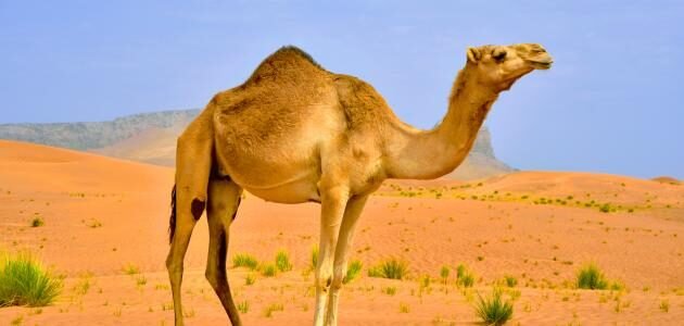 خطوات الاشتراك في برنامج الجمل بما حمل – خليجنا نت