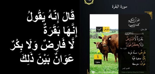 معنى فارض في سوره البقرة