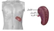 ماذا يوجد تحت القلب – خليجنا نت