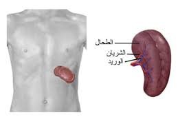 ماذا يوجد تحت القلب – خليجنا نت