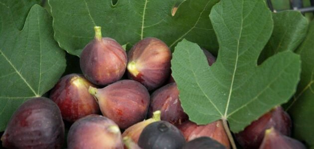 انعم من الديباج واحلى من التين ما هو