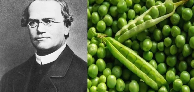 من هو مؤسس علم الوراثة 1 من هو مؤسس علم الوراثة