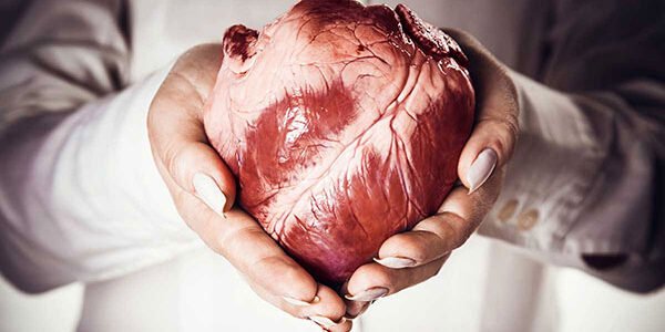 كم سعر قلب الانسان – موقع خليجنا