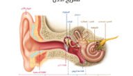 كم عدد الخلايا السمعيه التي توجد في الاذن – خليجنا نت