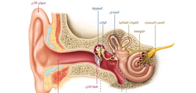 كم عدد الخلايا السمعيه التي توجد في الاذن – خليجنا نت