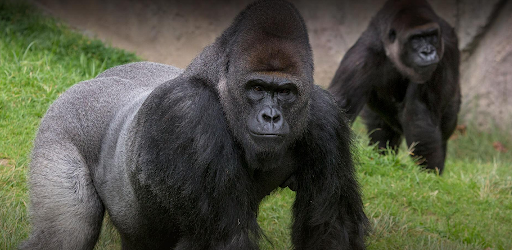 ما هو صوت الغوريلا ويكيبيديا – خليجنا نت