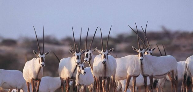 اين تقع محمية جدة الحراسيس