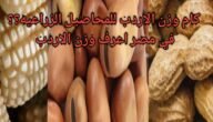 اردب القمح كم كيلو – موقع خليجنا