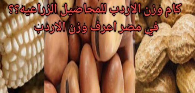 اردب القمح كم كيلو – موقع خليجنا