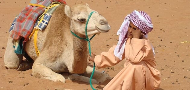 الشيباني وش يرجع – موقع خليجنا