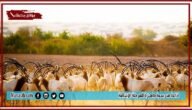 موضوع تعبير عن الحيوانات البرية بالعناصر مع المقدمة والخاتمة جاهز للطباعة