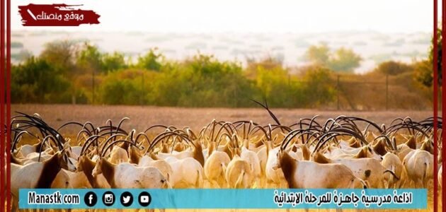 موضوع تعبير عن الحيوانات البرية بالعناصر مع المقدمة والخاتمة جاهز للطباعة