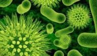 نبذة عن تاريخ اكتشاف الفيروسات وسبب تسميتها ب virus