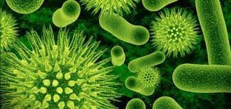 نبذة عن تاريخ اكتشاف الفيروسات وسبب تسميتها ب virus