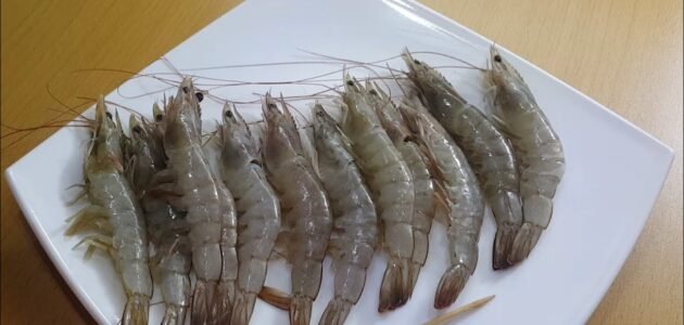 ما هو خط الرمل في الجمبري