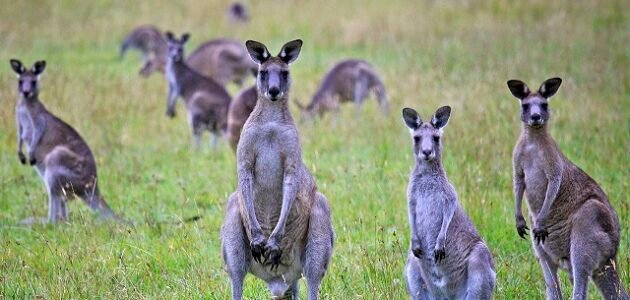 معلومات صادمة عن الحيوانات
