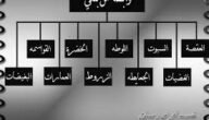 اصل عائلة الوابصي وش يرجع