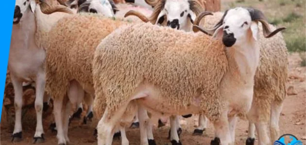 هل اضحية العيد فرض ام سنة مع الدليل الشرعي