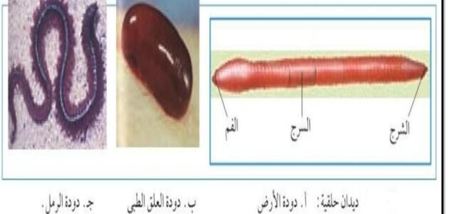 يتميز الجهاز الهضمي في دودة الأرض بانه مكتمل ذوفتحتين – خليجنا