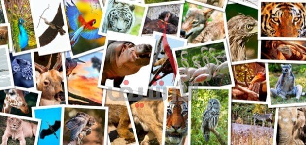 من خصائص الحيوانات أنها مخلوقات حية عديدة الخلايا