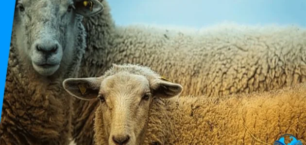 ما حكم من لا يضحي في العيد