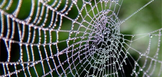 تفسير رؤية خيوط العنكبوت في المنام – خليجنا