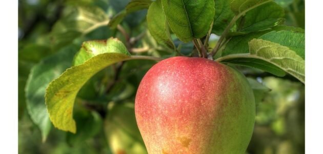 تفسير شجرة التفاح في المنام لابن سيرين – خليجنا