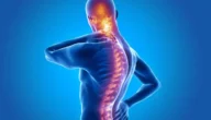 الحبل العصبي هو التركيب الظهري الذي يصبح عمودًا فقريًا لدى غالبية الفقاريات.