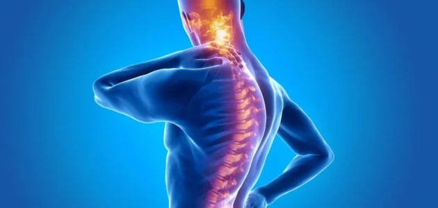 الحبل العصبي هو التركيب الظهري الذي يصبح عمودًا فقريًا لدى غالبية الفقاريات.