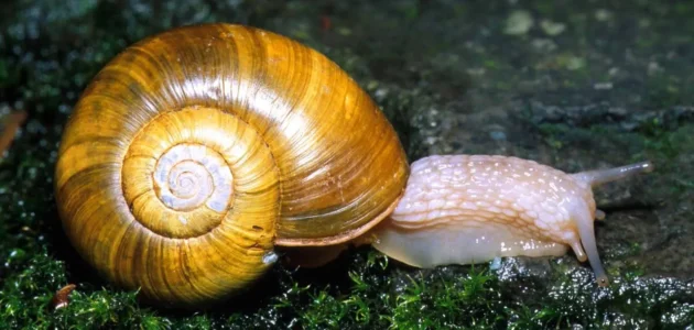 الخيشوم هو عضو شبيه باللسان يوجد في العديد من الرخويات.