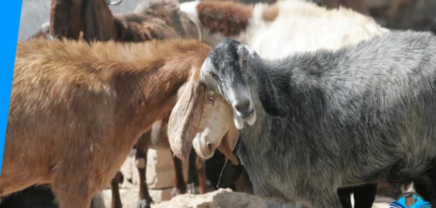 الأحكام والشروط الواجبة في أضحية عيد الأضحى 1 الأحكام والشروط الواجبة في أضحية عيد الأضحى