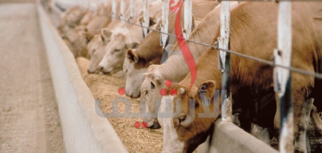 متى ينزل دعم المواشي شهر مايو 2023 شوال 1444