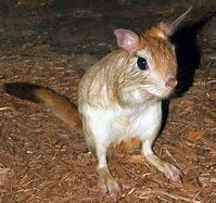 ما هو الحيوان الذي لا يشرب الماء – خليجنا