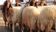 شروط الاضحية اسلام ويب – خليجنا