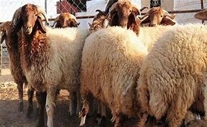 شروط الاضحية اسلام ويب – خليجنا