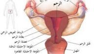 ما هو الرحم الخلفي ويكيبيديا