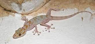 هل الوزغ يشتهي النساء – خليجنا