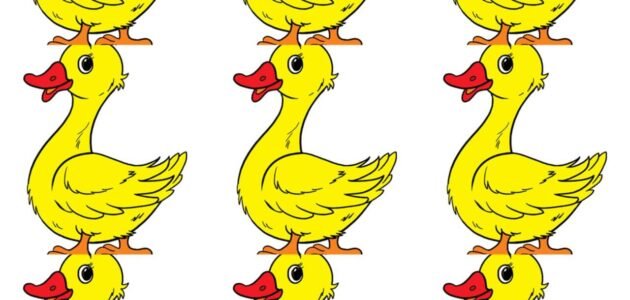 كم بطة في الصورة – خليجنا