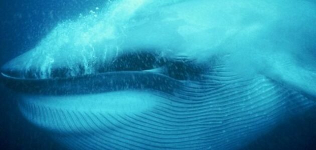 كائن بحري عملاق الحوت الأزرق ام الأخطبوط