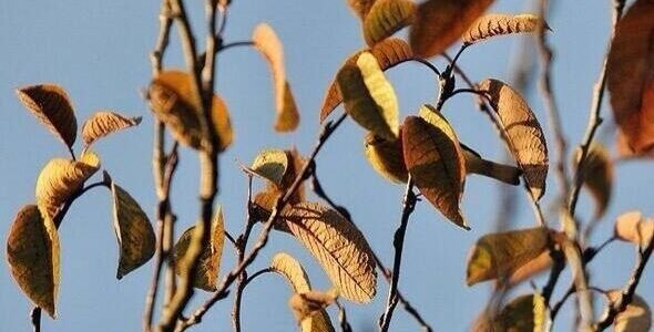 كم عصفور في الصورة – خليجنا