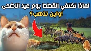 لماذا تختفي القطط يوم عيد الاضحى اسلام ويب ابن باز