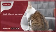 موضوع تعبير عن حيوانك المفضل بالعناصر مع المقدمة والخاتمة جاهز للطباعة