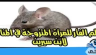 تفسير رؤية الفئران في المنام للمتزوجة والعزباء لابن سيرين